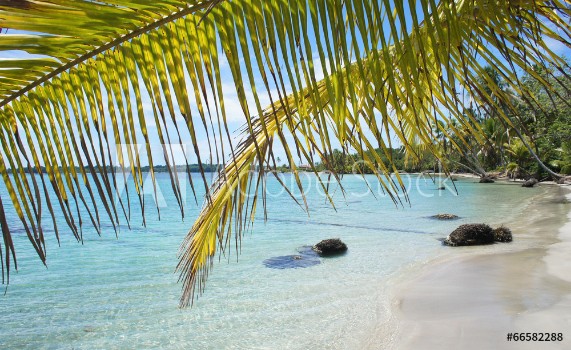 Picture of palm leaf and beach